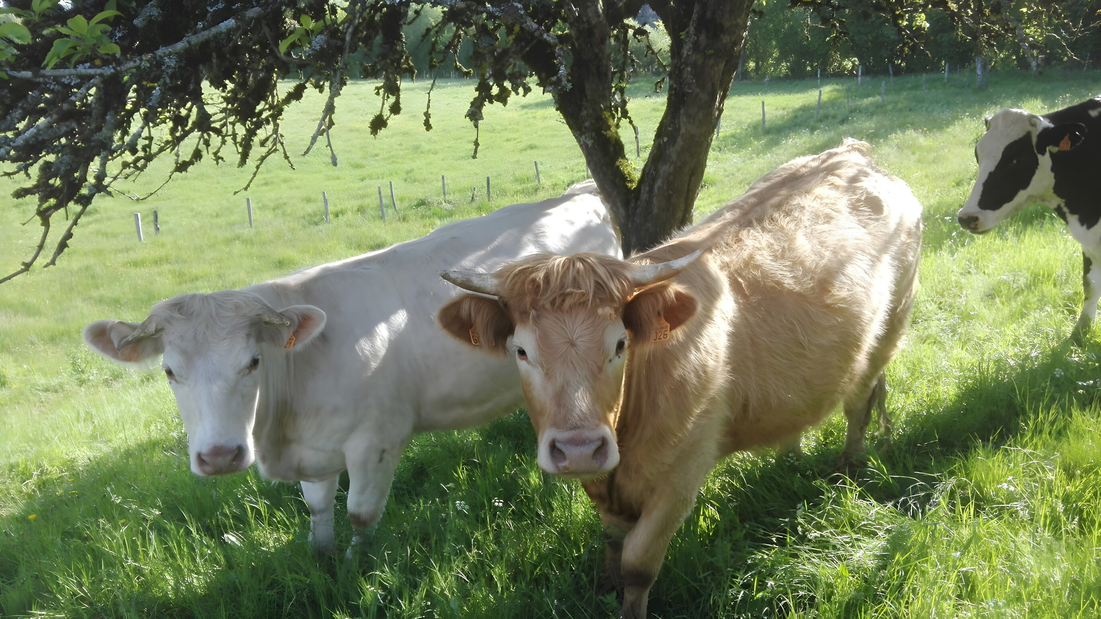 Twee koeien staan in een grasveld met een boom en een hek op de achtergrond.