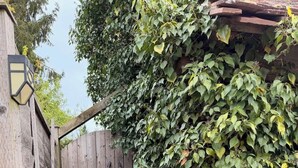 Une porte en bois avec un crochet en métal, entourée d’un feuillage vert et dense.