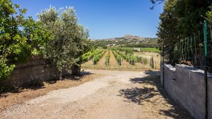 A vineyard with rows of grapevines, a gravel path, and a stone wall on the right. - Spacious and comfortable 142 square meters apartment, perfect for six people, located on the first floor of a two-family building.The property is located in a quiet area surrounded by nature, ensuring a relaxing stay. A car is recommended.The accommodati (Arzachena)