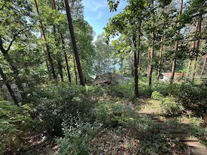 A forested area with a small cabin surrounded by dense trees and undergrowth.