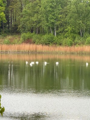 Un lago tranquilo con cisnes, rodeado de árboles frondosos y altas cañas.