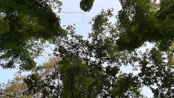 Miscelánea
