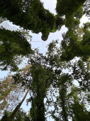 Un denso dosel de árboles con un cielo despejado entre las hojas.