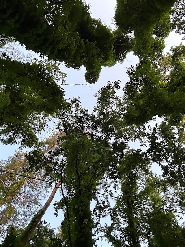 Ein dichtes Blätterdach mit blauem Himmel, der durch die Blätter schimmert.