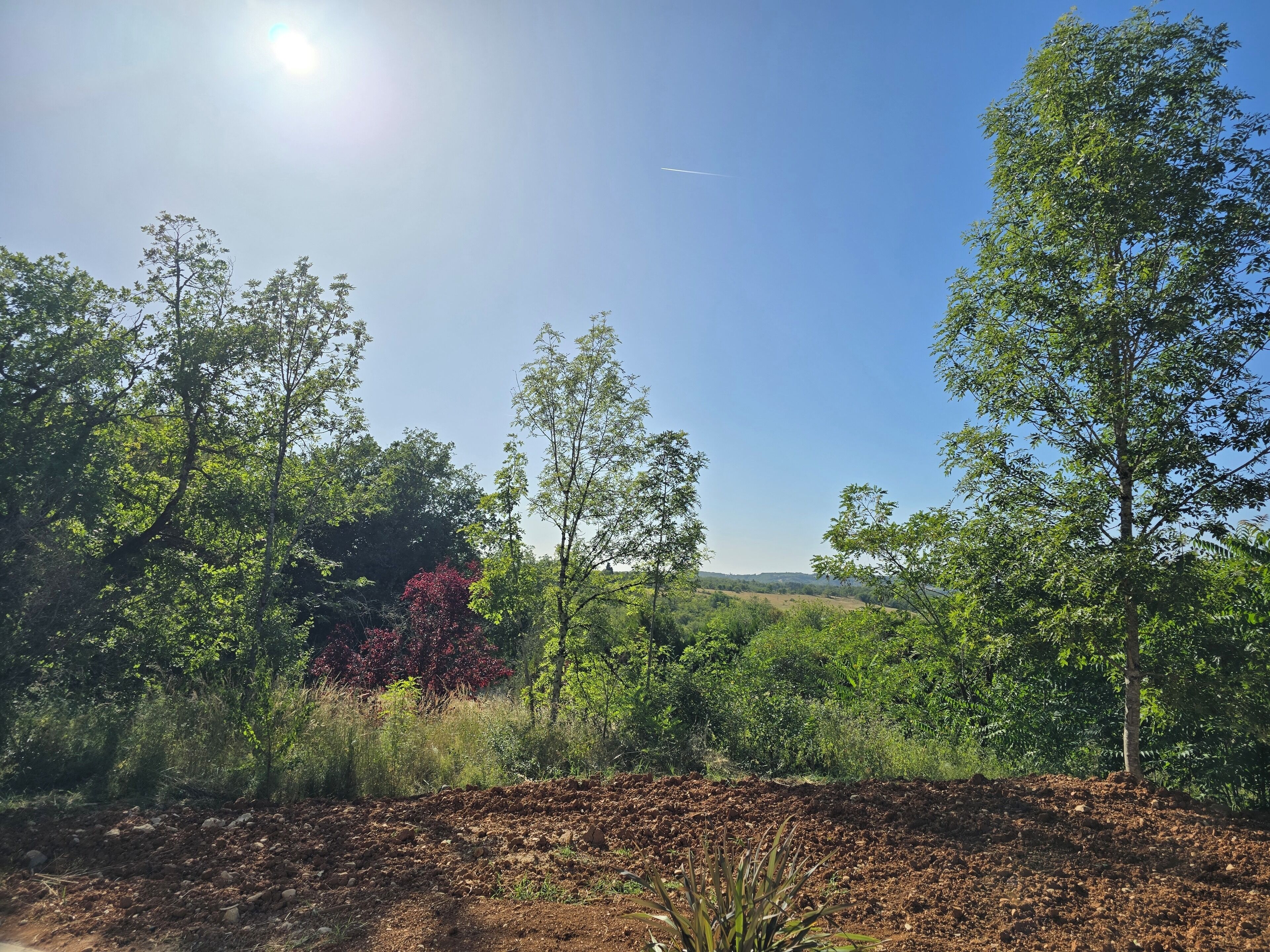 Eine natürliche Landschaft mit Bäumen und blauem Himmel.