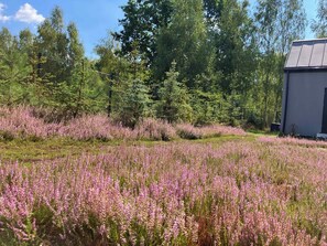 Un campo de flores rosadas, un edificio con techo oscuro y árboles al fondo.