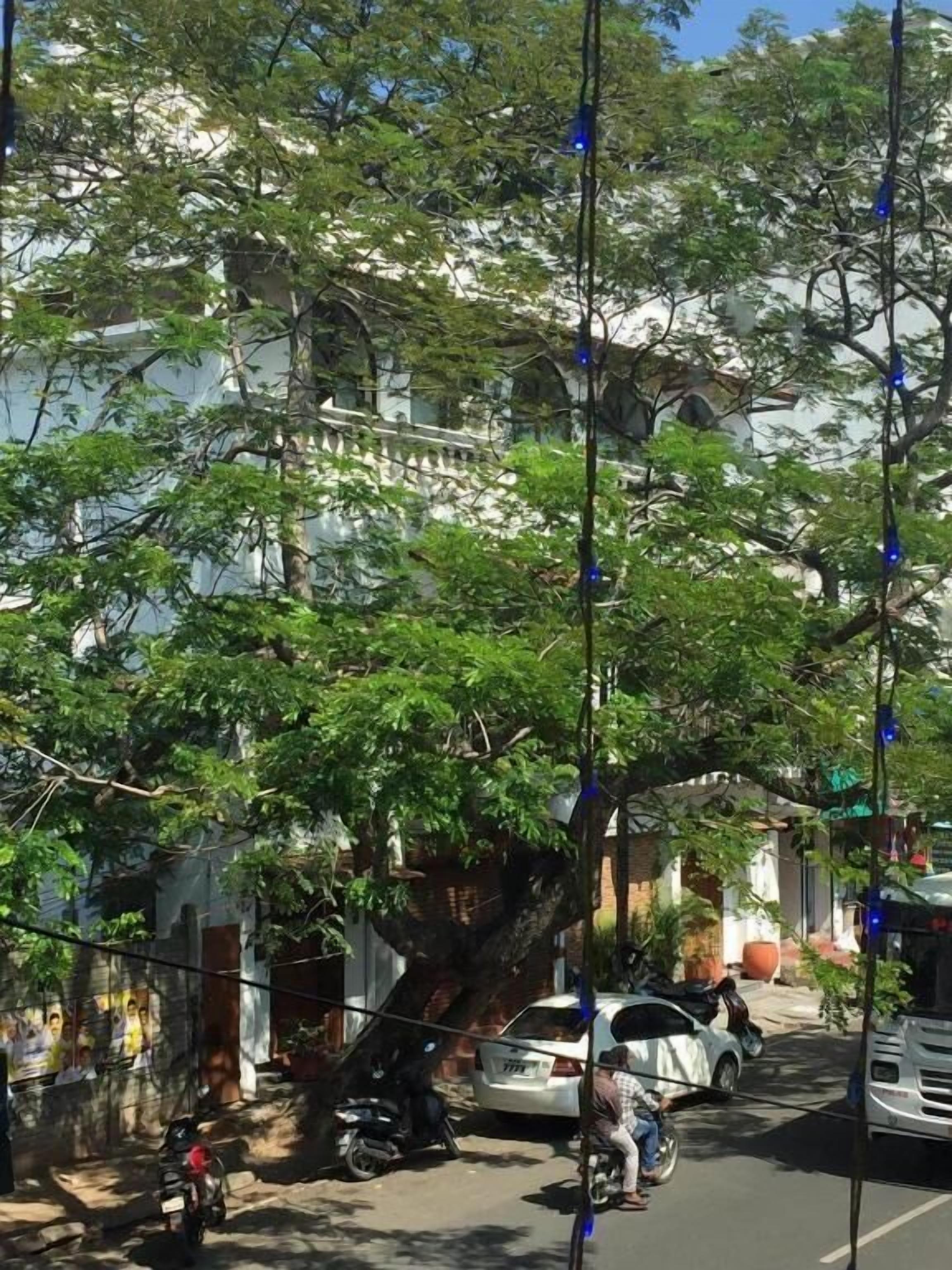 A street scene with parked cars, a tree, and a building with a white facade.