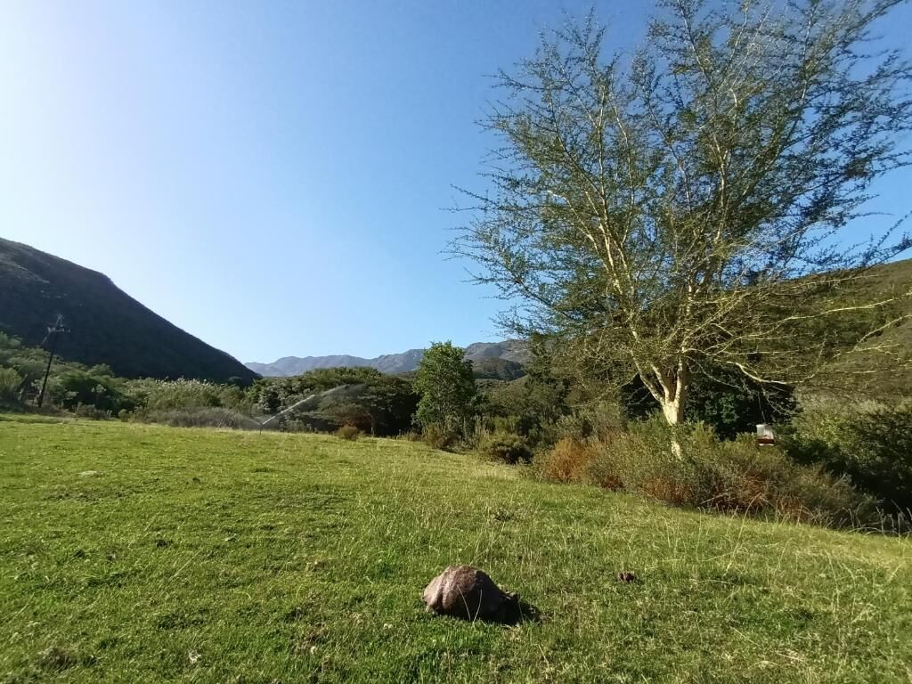 Un campo cubierto de hierba con un árbol y montañas al fondo.