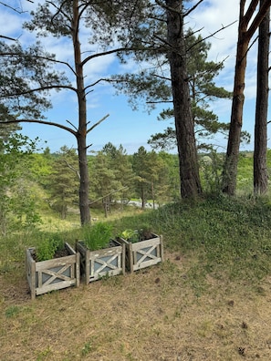 Eine natürliche Landschaft mit hohen Kiefern, einer grünen Wiese und Holz-Pflanzkästen mit Bepflanzung.
