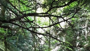 A forested path with a wooden staircase leading down. - Furnished apartment, 76 m², 30 m² terrace, view of Belledonne (Saint-Vincent-de-Mercuze)