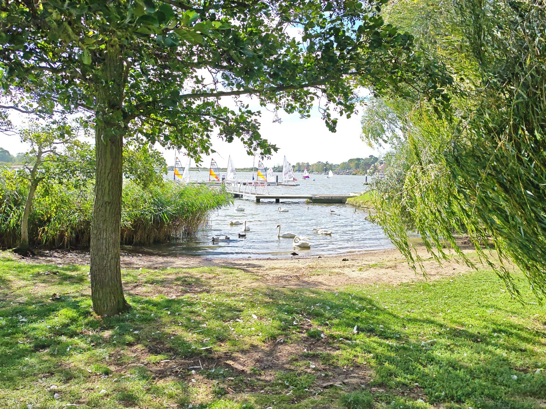 A lakeside view with a dock, swans, and sailboats.