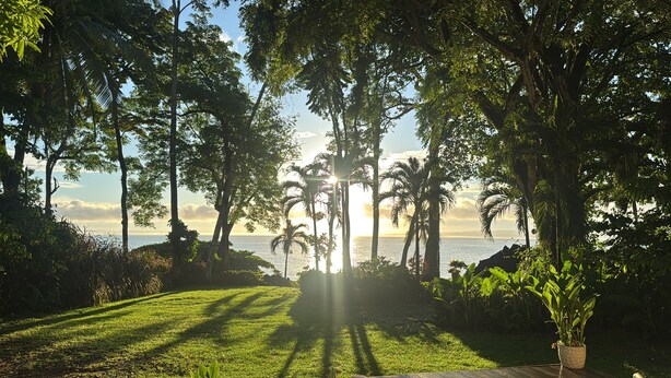 Un jardin luxuriant, avec des palmiers et une vue sur l’océan.