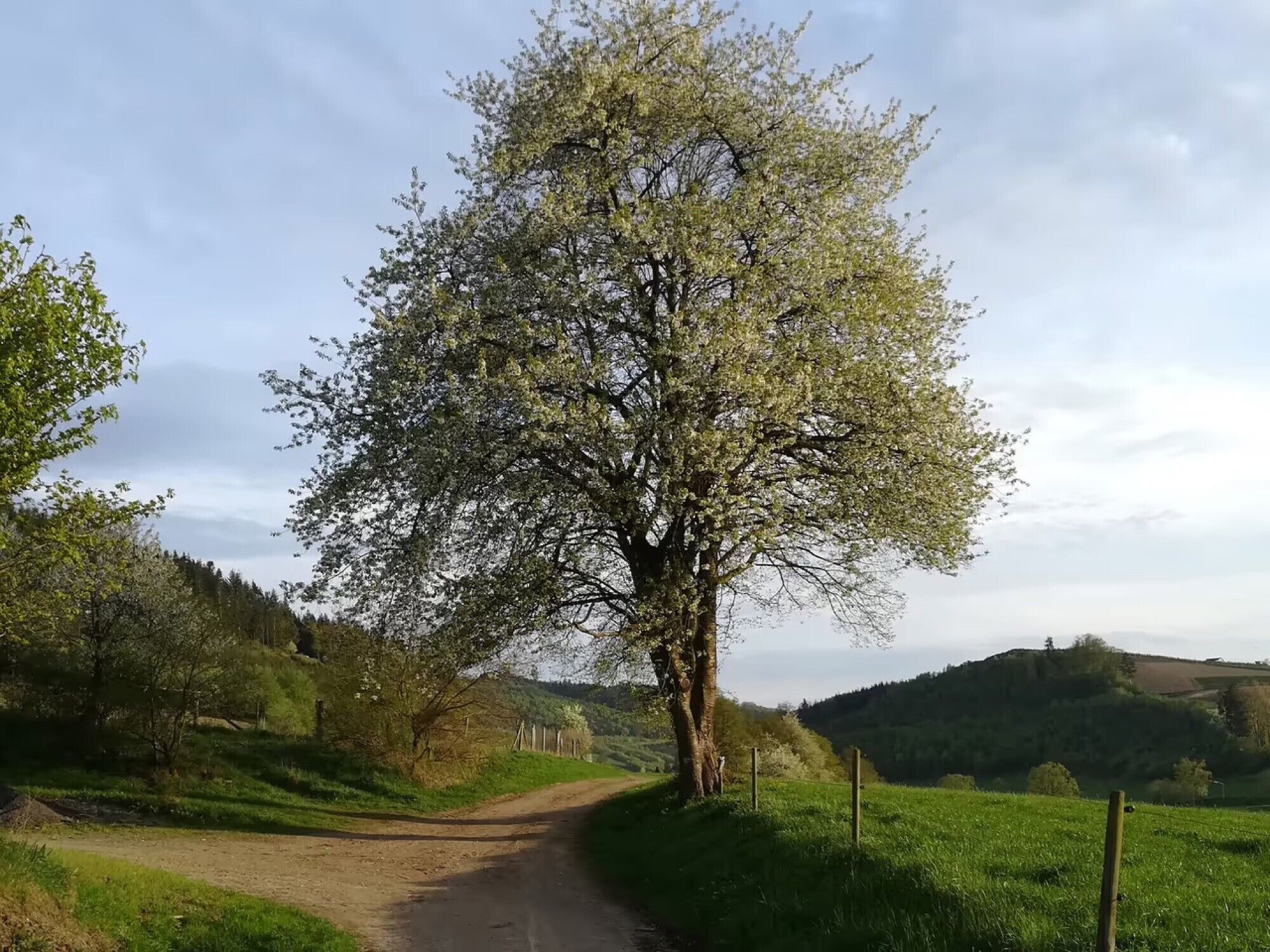 Un camino rural con un gran árbol a la izquierda, rodeado de campos verdes y colinas.