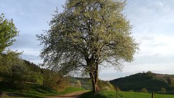 Una strada di campagna con un grande albero a sinistra, immersa nel verde e con dolci colline sullo sfondo.