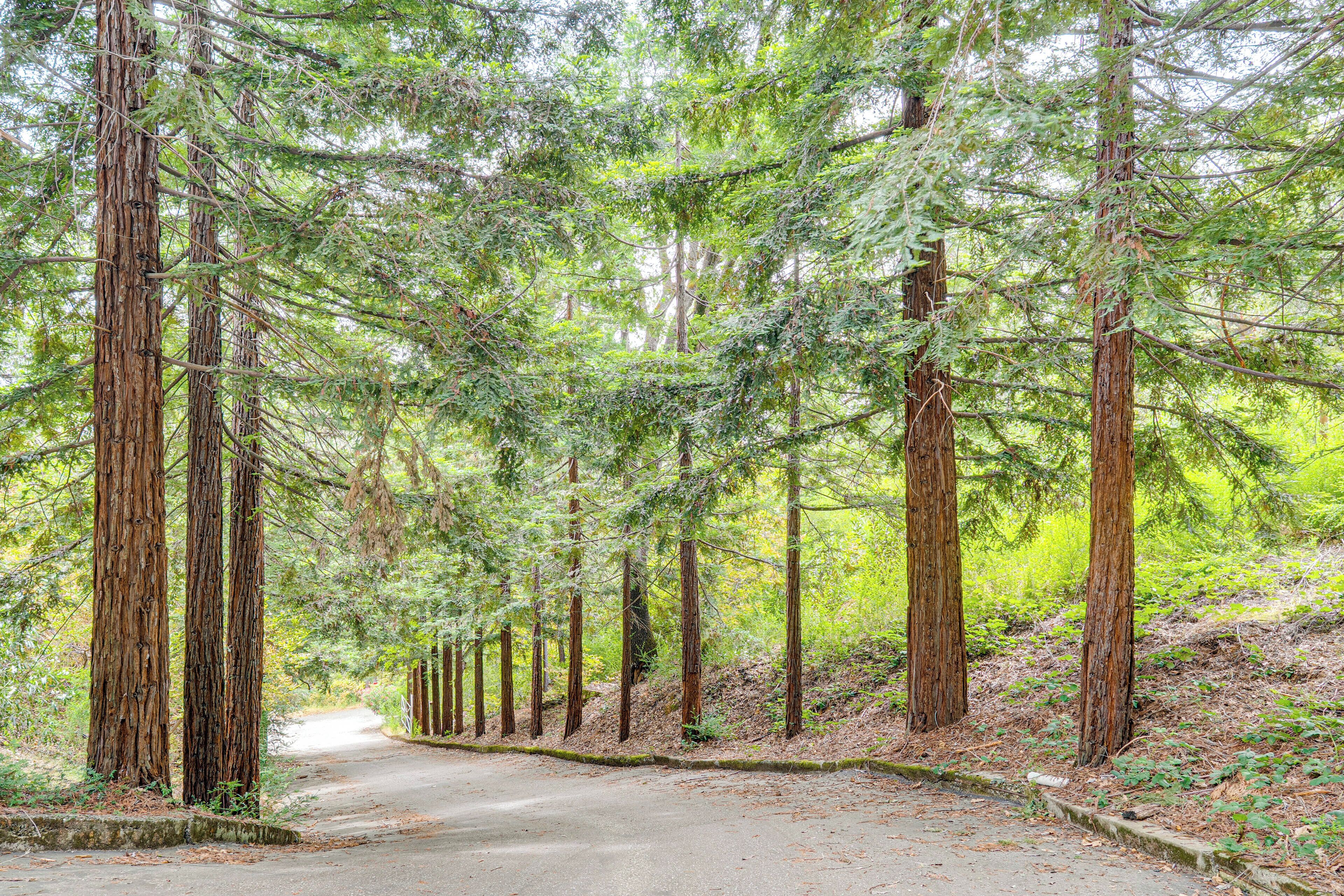Un área boscosa con árboles altos y un sendero pavimentado.