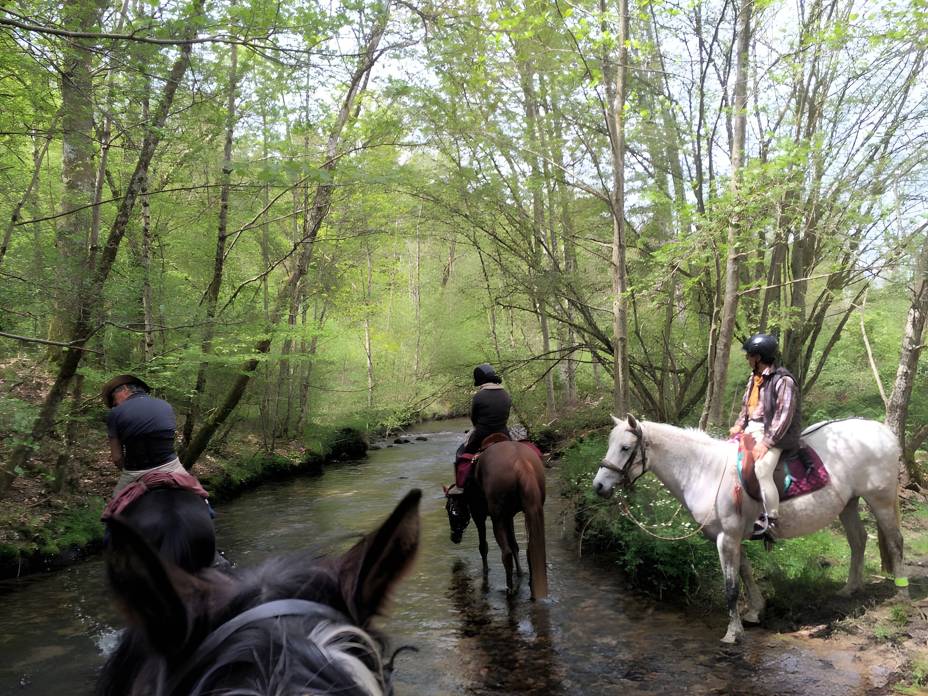 Ein bewaldetes Gebiet mit einem Bach, Pferden und Reitern.