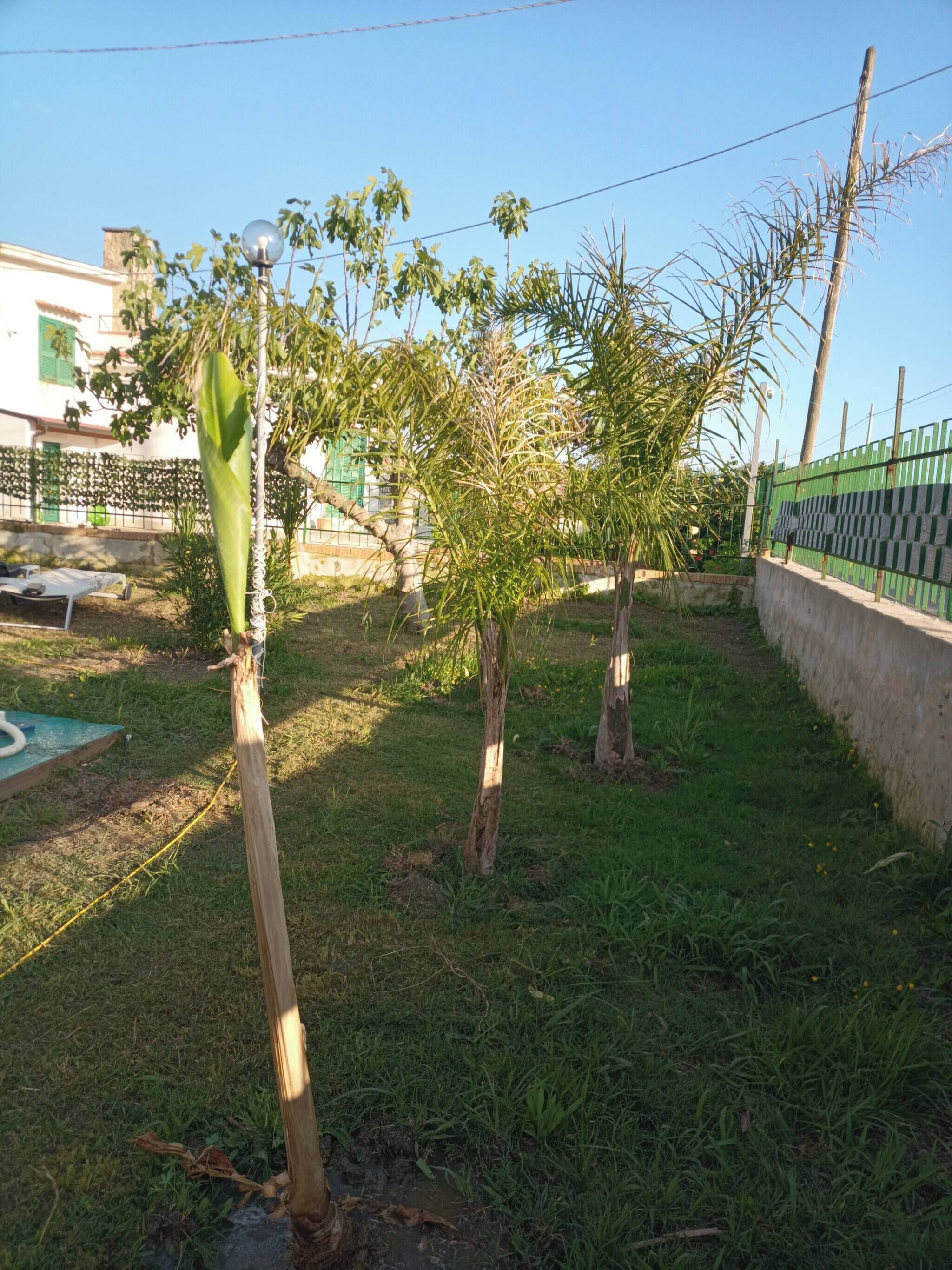 Un espacio al aire libre con césped, una valla metálica, un árbol y un edificio al fondo.