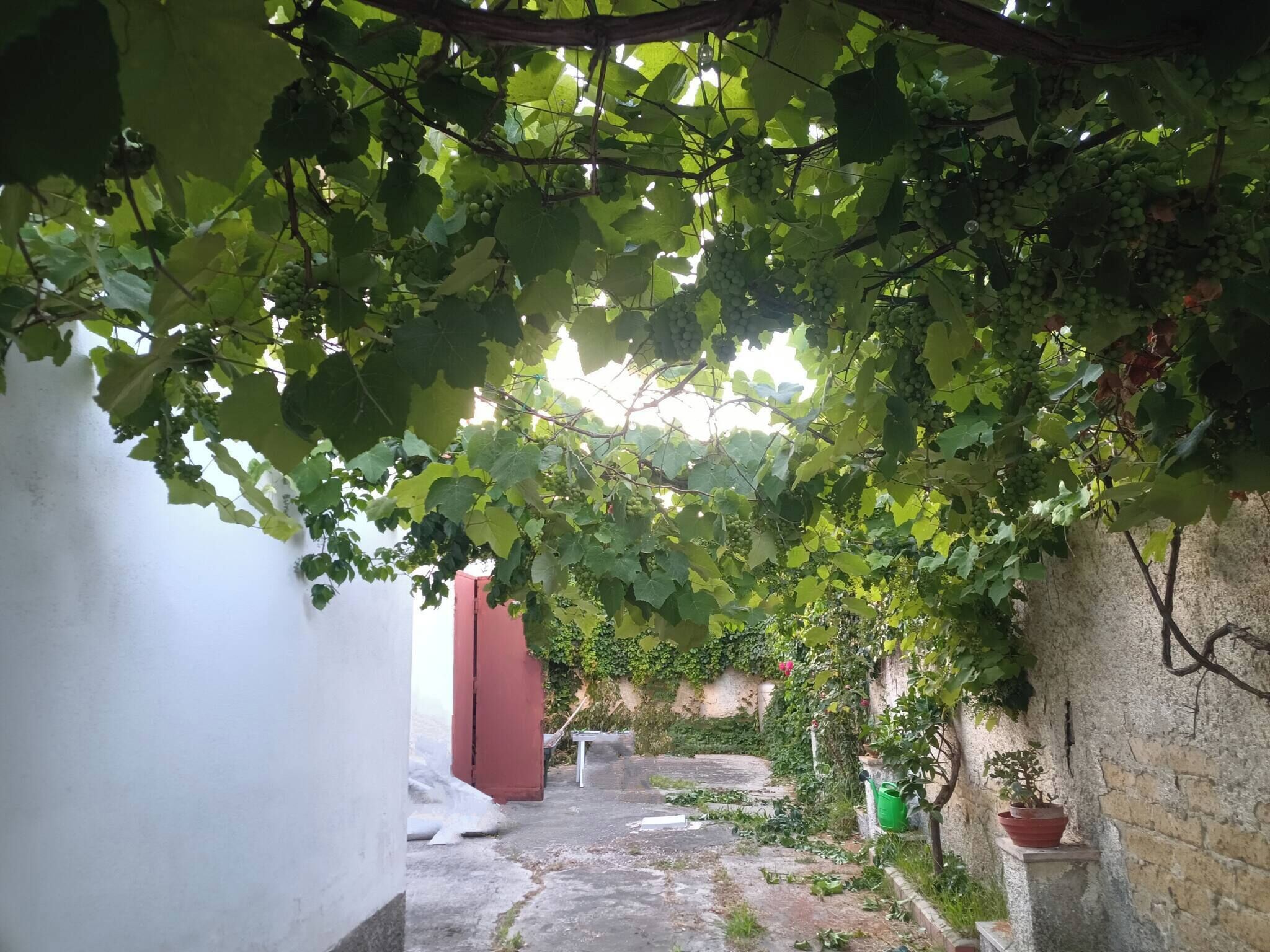 Taman