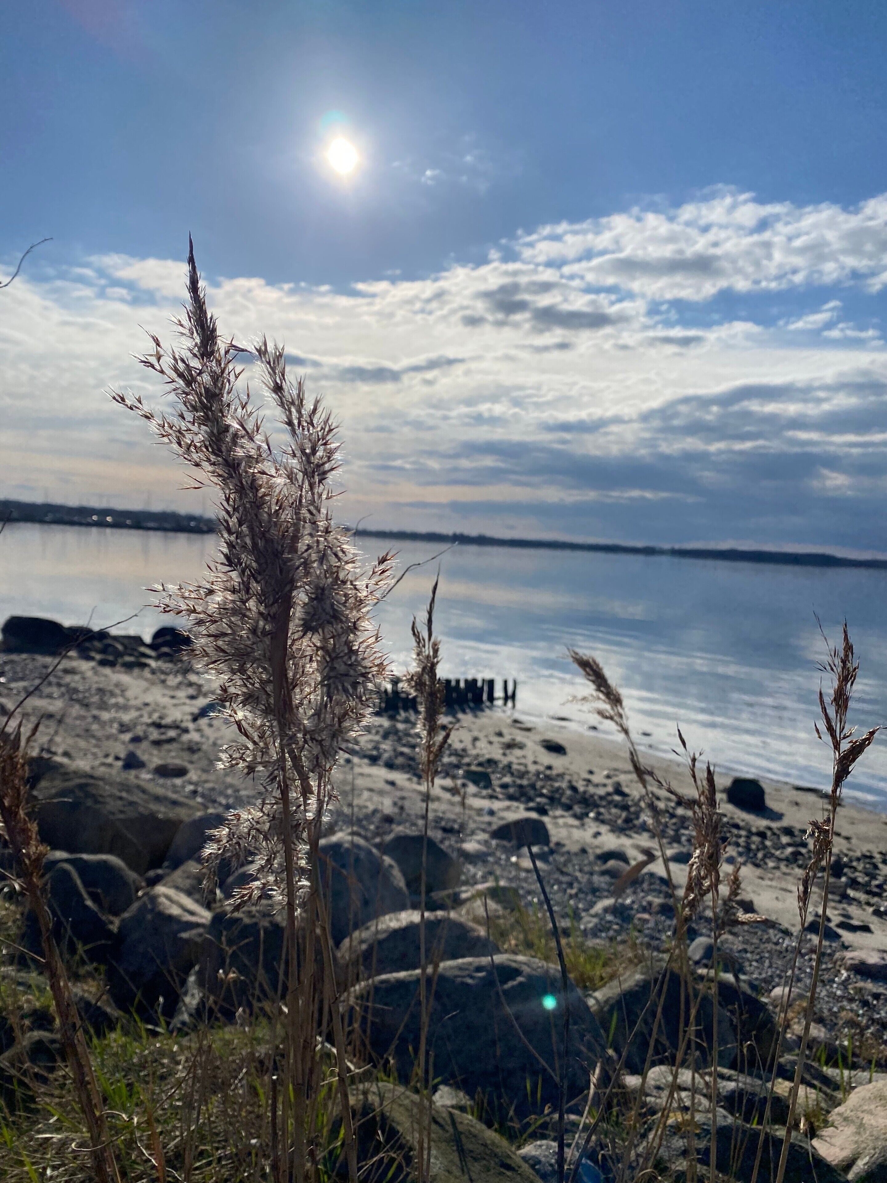 Une plage avec des rochers, de l’herbe et une étendue d’eau calme sous un ciel dégagé.