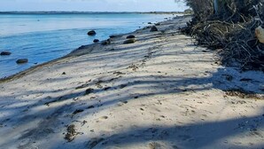 A beach with clear skies, a sandy shore, and a tree-lined path.