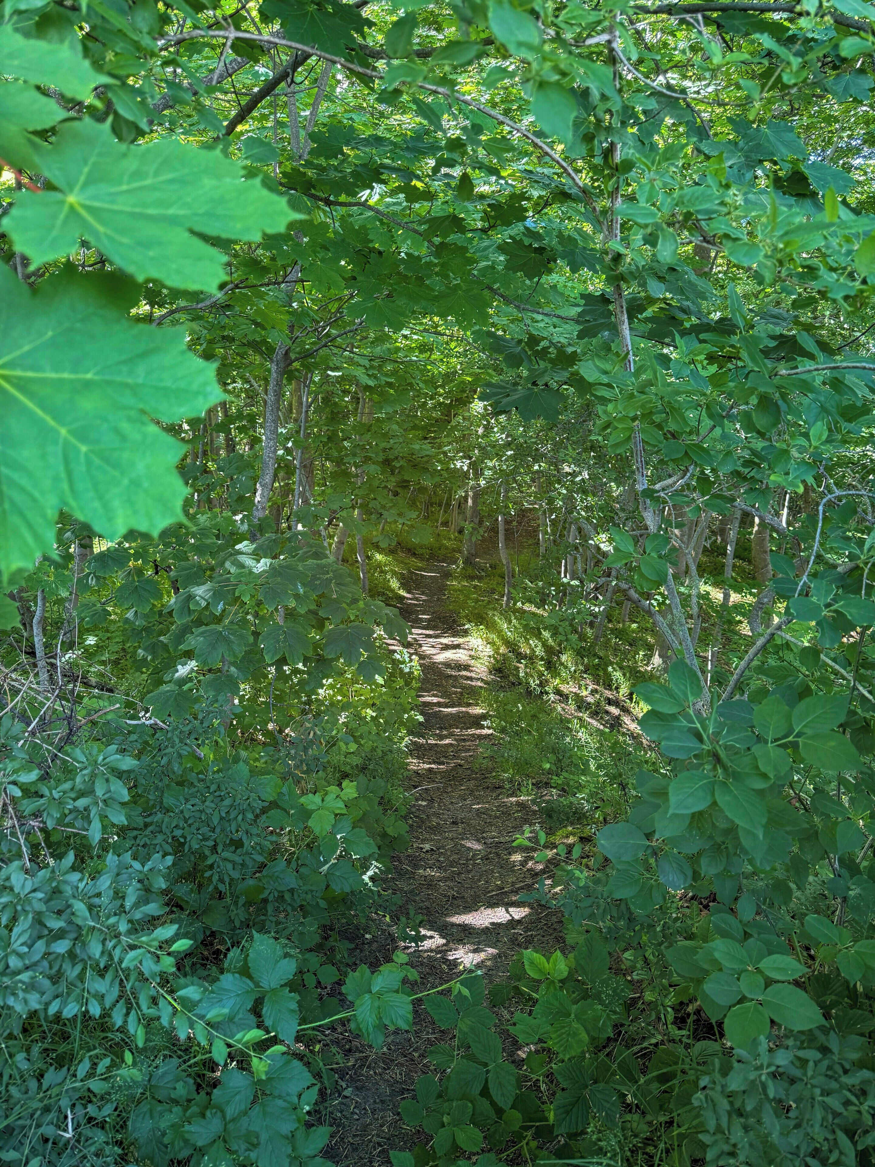 Un sentiero stretto nella foresta, circondato da fitta vegetazione.
