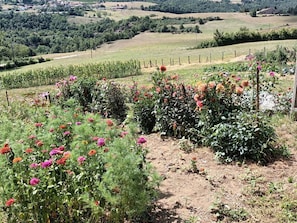 A garden with various flowering plants and a view of a rural landscape.