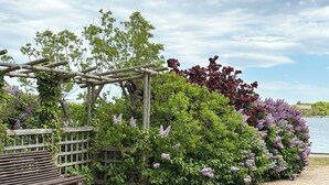 A garden with a wooden bench, a pergola, and various shrubs and flowers.