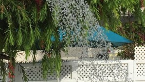 Ein Wasserspiel mit einem weißem, flaschenförmigen Auslauf, umgeben von Pflanzen und einem weißen Gitterzaun.