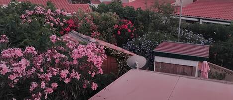 A residential area with red-tiled roofs, a satellite dish, and flowering plants.