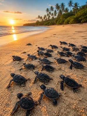 Une plage où l’on peut observer de nombreuses tortues marines sur le sable.