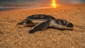A turtle on a sandy beach with a sunset in the background.