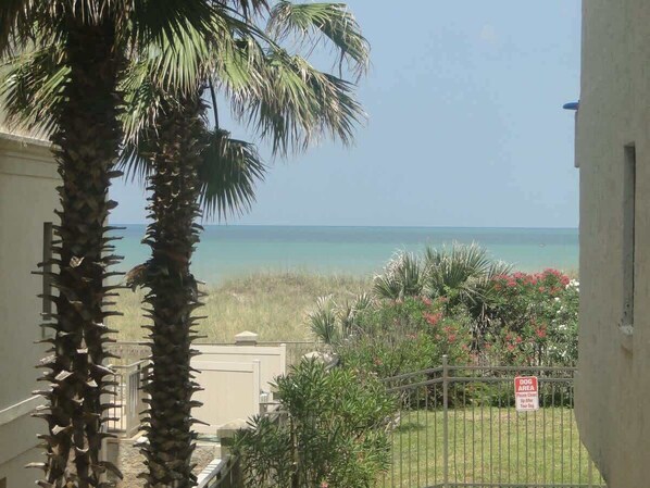 A view of a beach with a clear sky, palm trees, and a 'DOG AREA' sign.