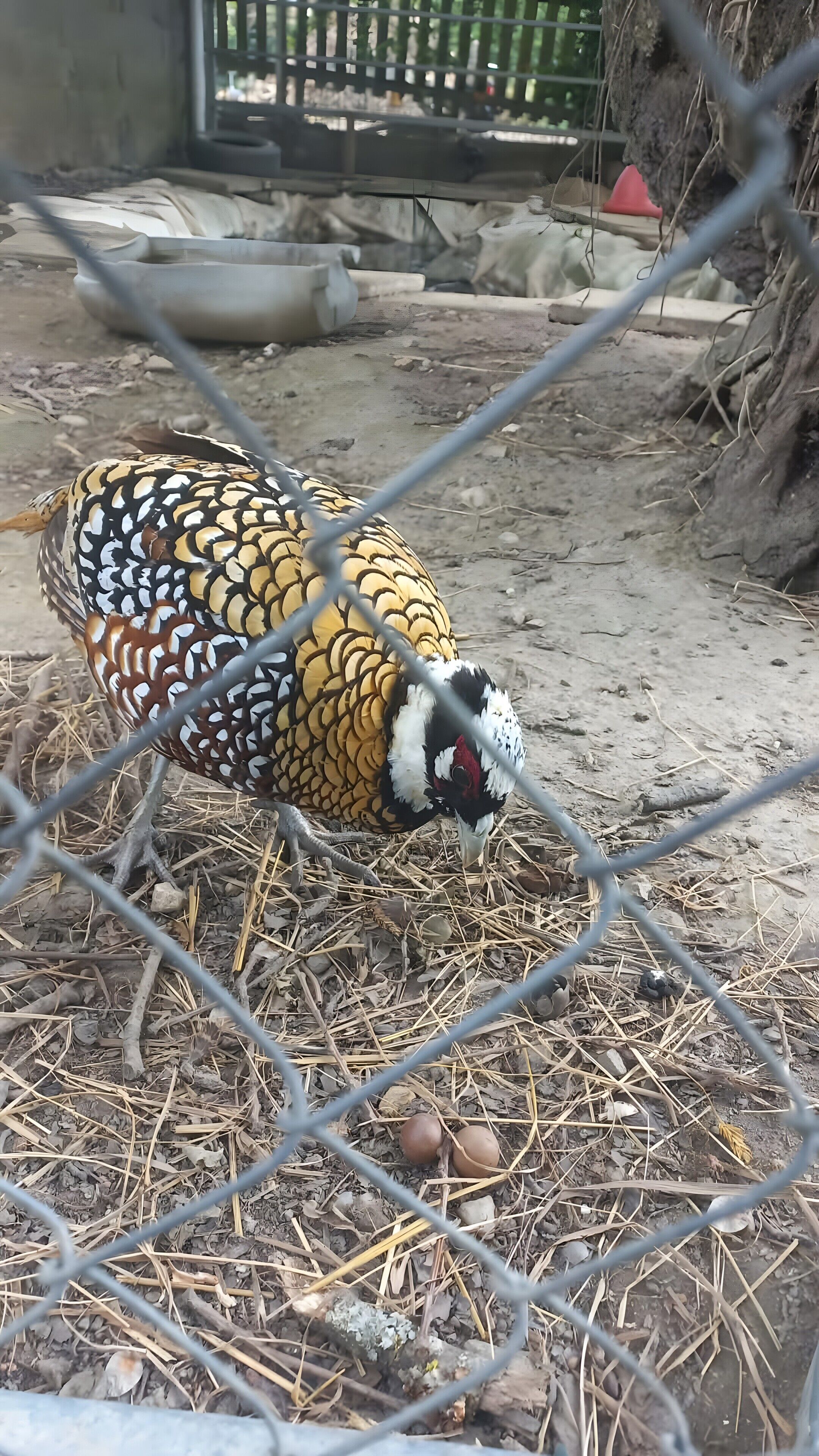 Ein Vogel mit gemusterten Federn in einem umzäunten Gehege.