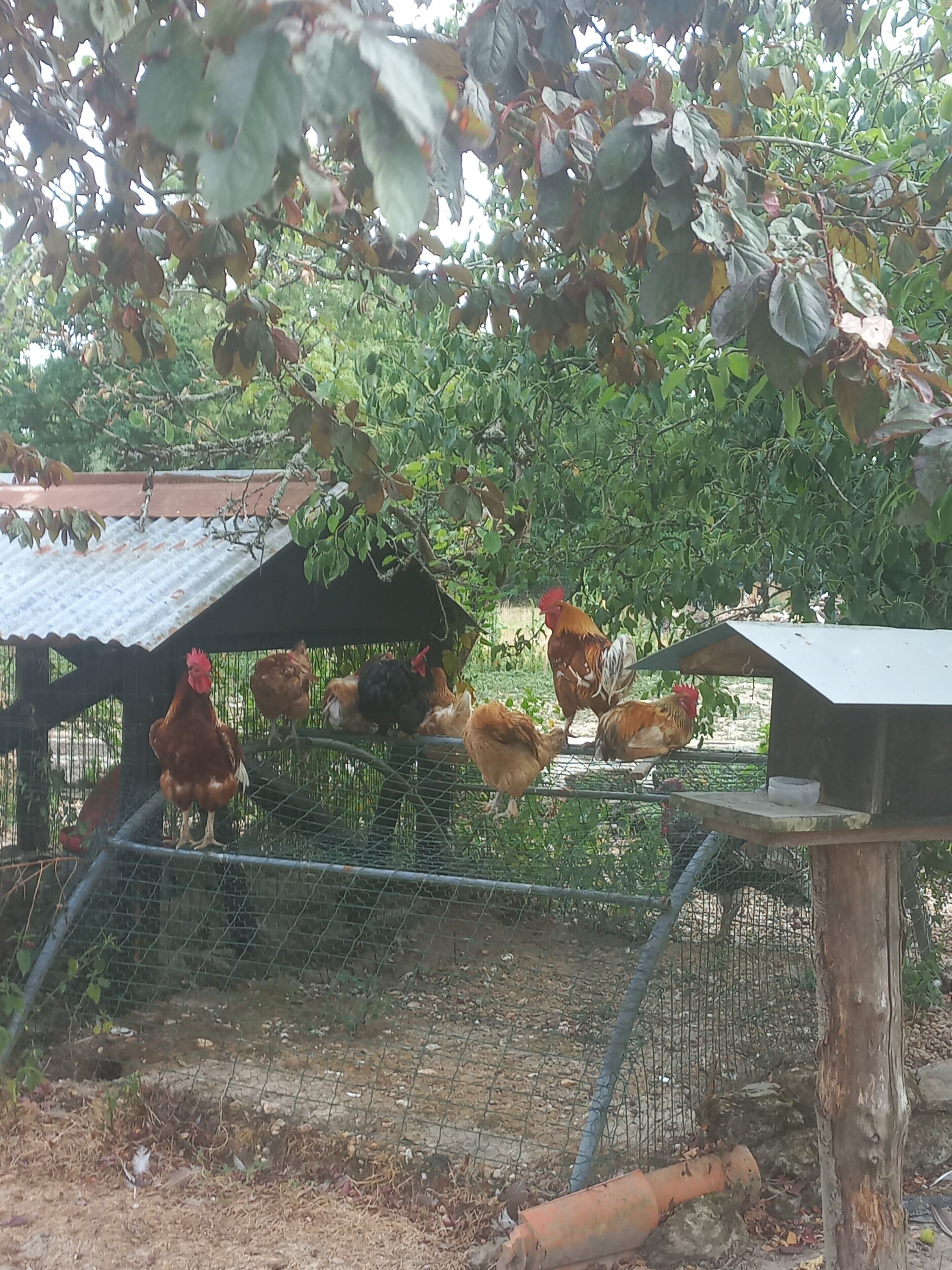 Un gallinero con una cerca de alambre y estructura de madera.