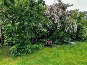 Een weelderige tuin met dichte beplanting en bloeiende bloemen.