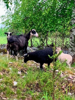 A group of sheep grazing in a natural, rocky outdoor setting with trees in the background.