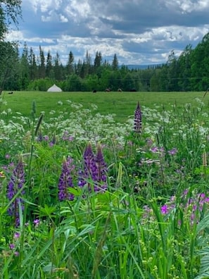 A field with purple flowers, green grass, and a white tent in the distance.