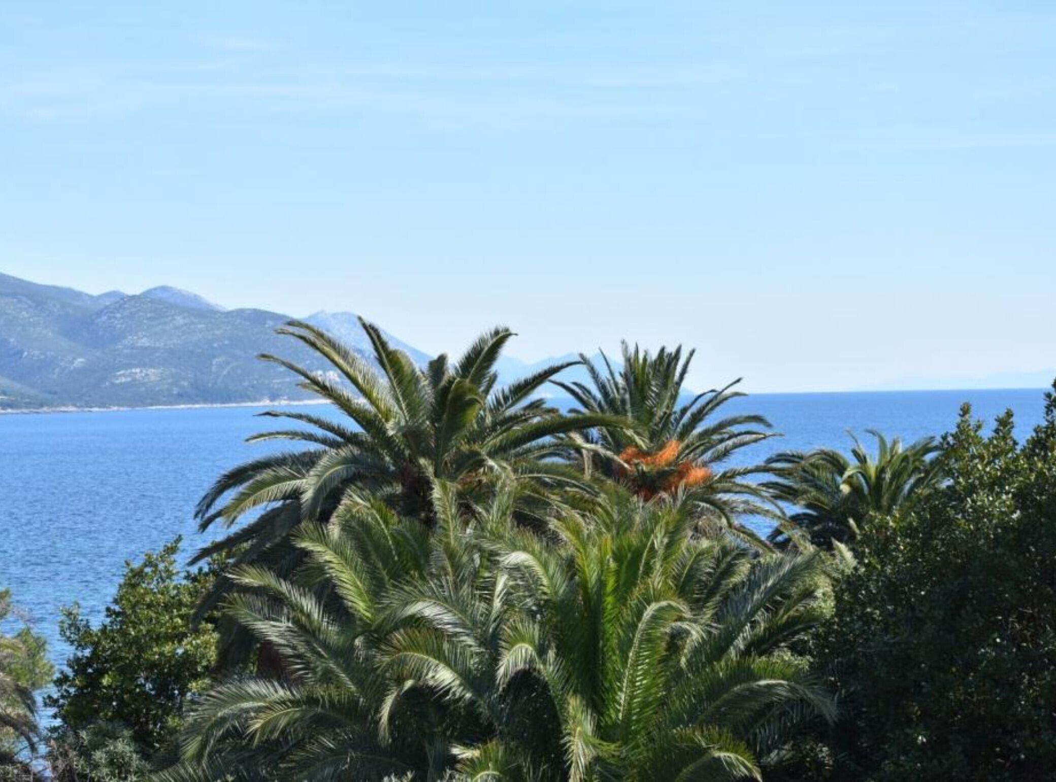 A coastal landscape with palm trees, a clear sky, and a view of the sea and distant mountains.