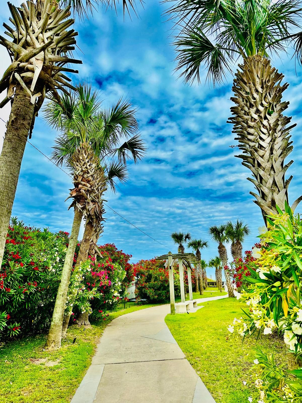 A pathway flanked by palm trees and flowering plants, leading to a structure with a pergola.