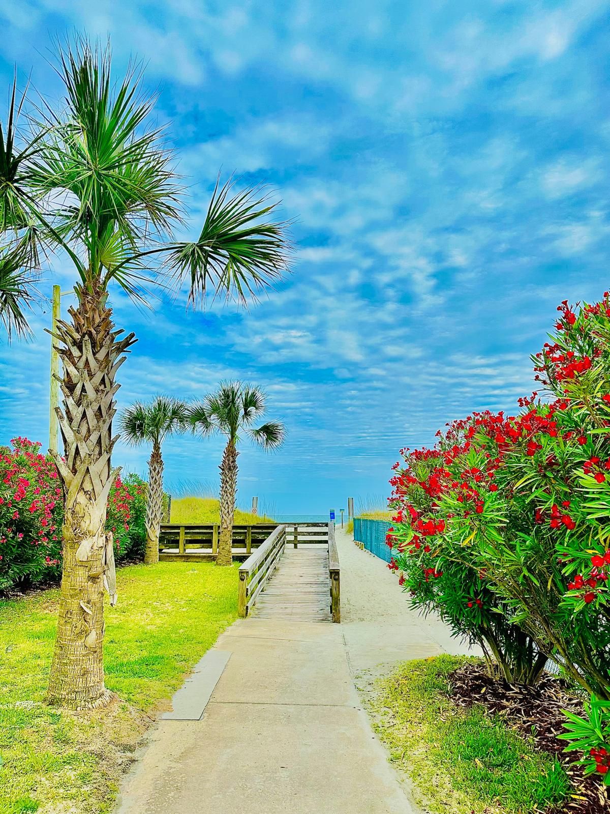 A pathway leading to a beach with palm trees and red flowers.