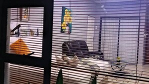 Una habitación con un ventanal grande, persianas, una silla, una mesa y una planta.