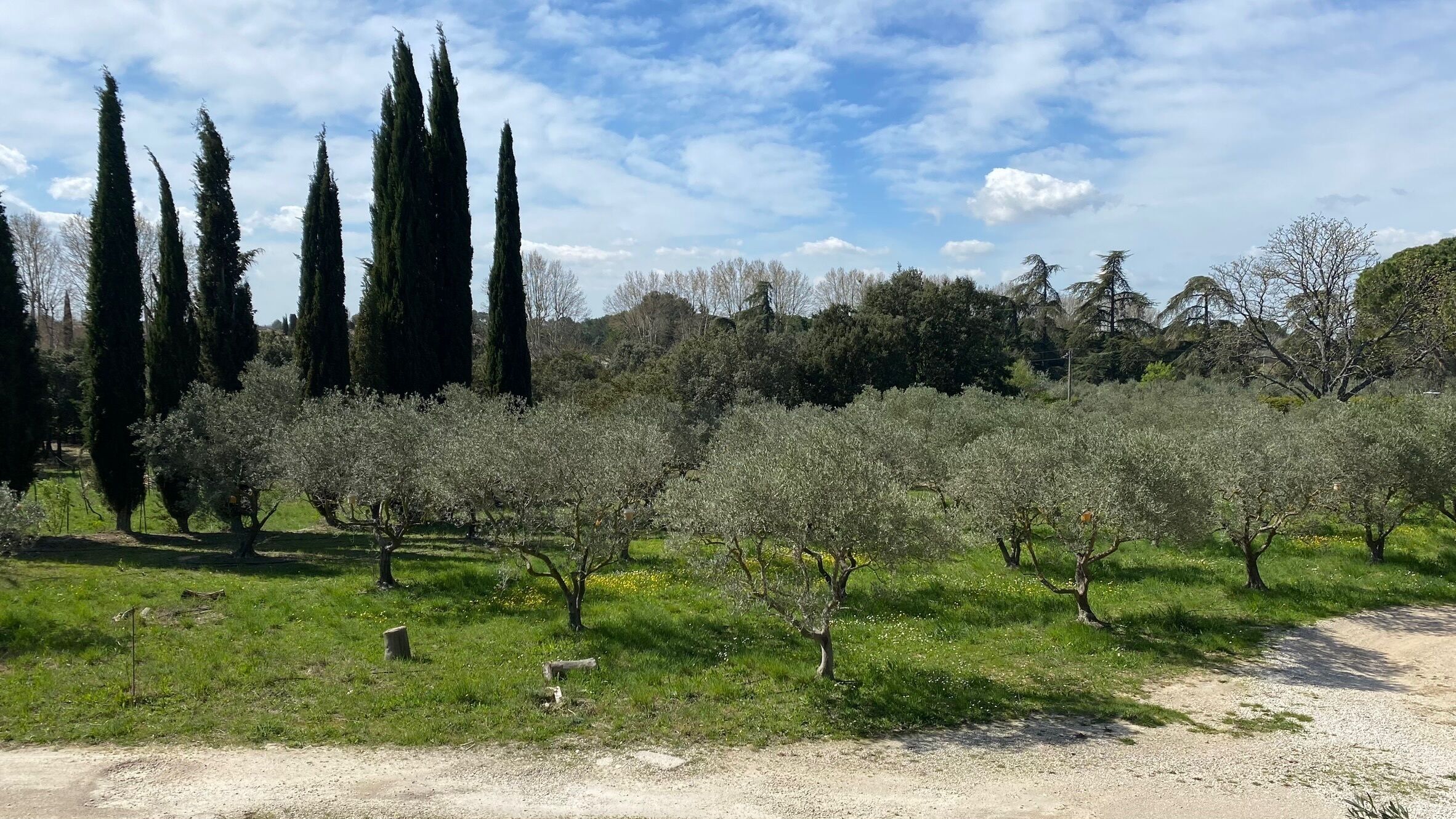 An orchard with rows of trees, a gravel path, and a clear sky.