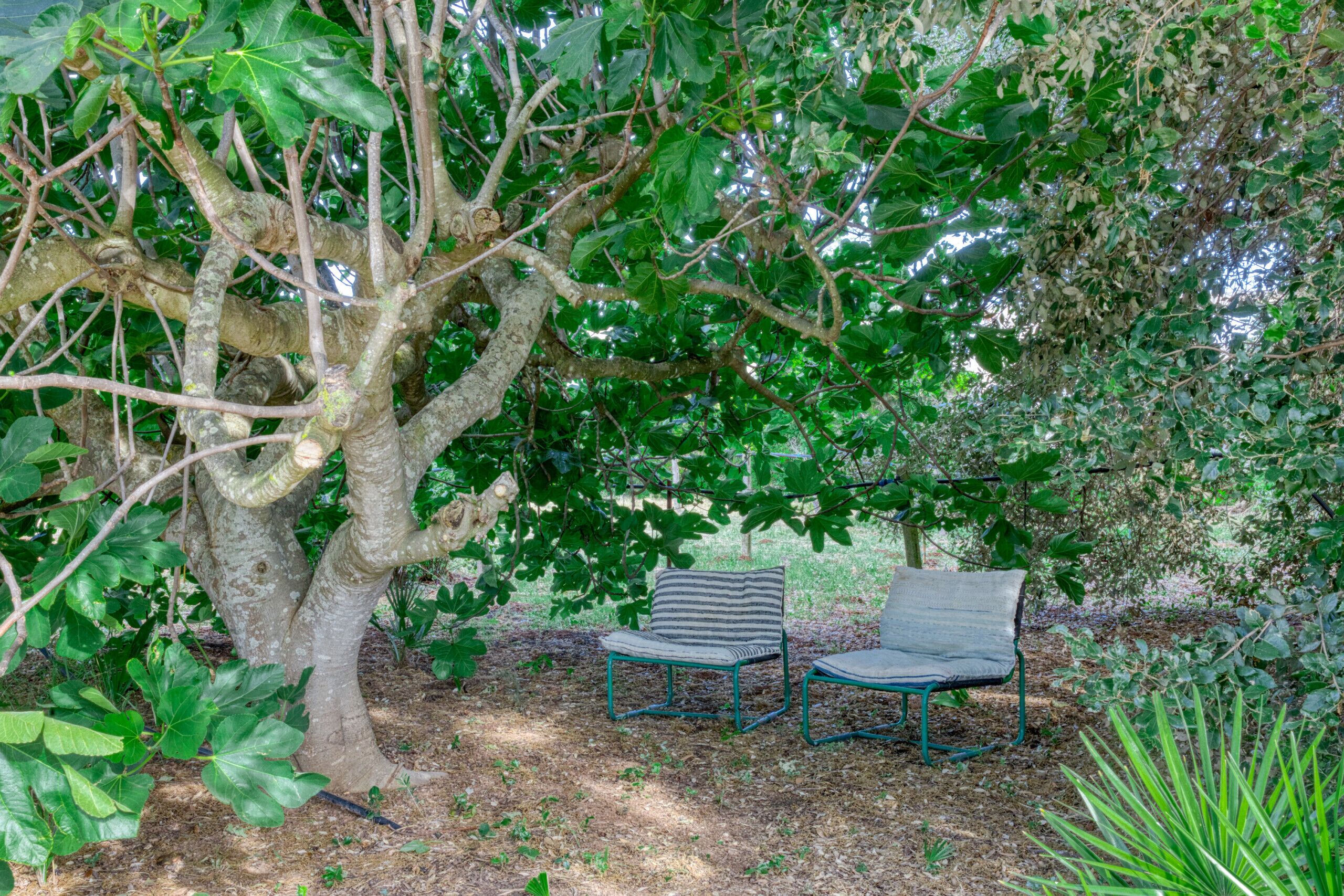A tree with two metal chairs under its branches.