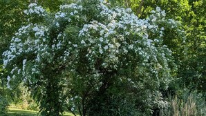 Ein Garten mit einer Steinmauer, einem Baum mit weißen Blüten und einer Rasenfläche mit weißen Blumen.