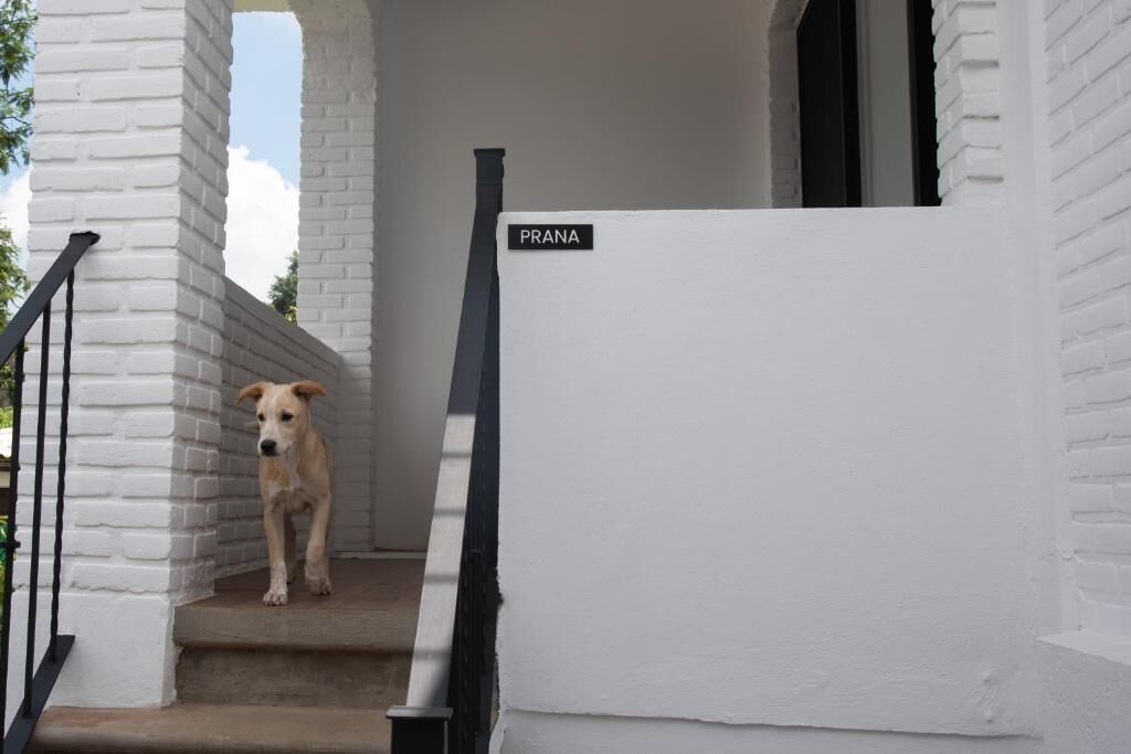 A dog on a staircase with a sign reading 'PRANA' above it.
