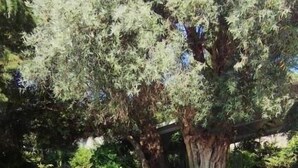 A stone patio with outdoor furniture, a large tree, and potted plants. - Xenia & Antonis  (Nikiana)