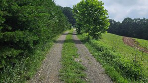 A gravel path flanked by dense green foliage leading to a tree-lined area.