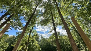 Tall trees with a clear sky and sunlight filtering through the leaves. - Brand new creekside home with hot tub, private dock and boat ramp! (Gallipolis)