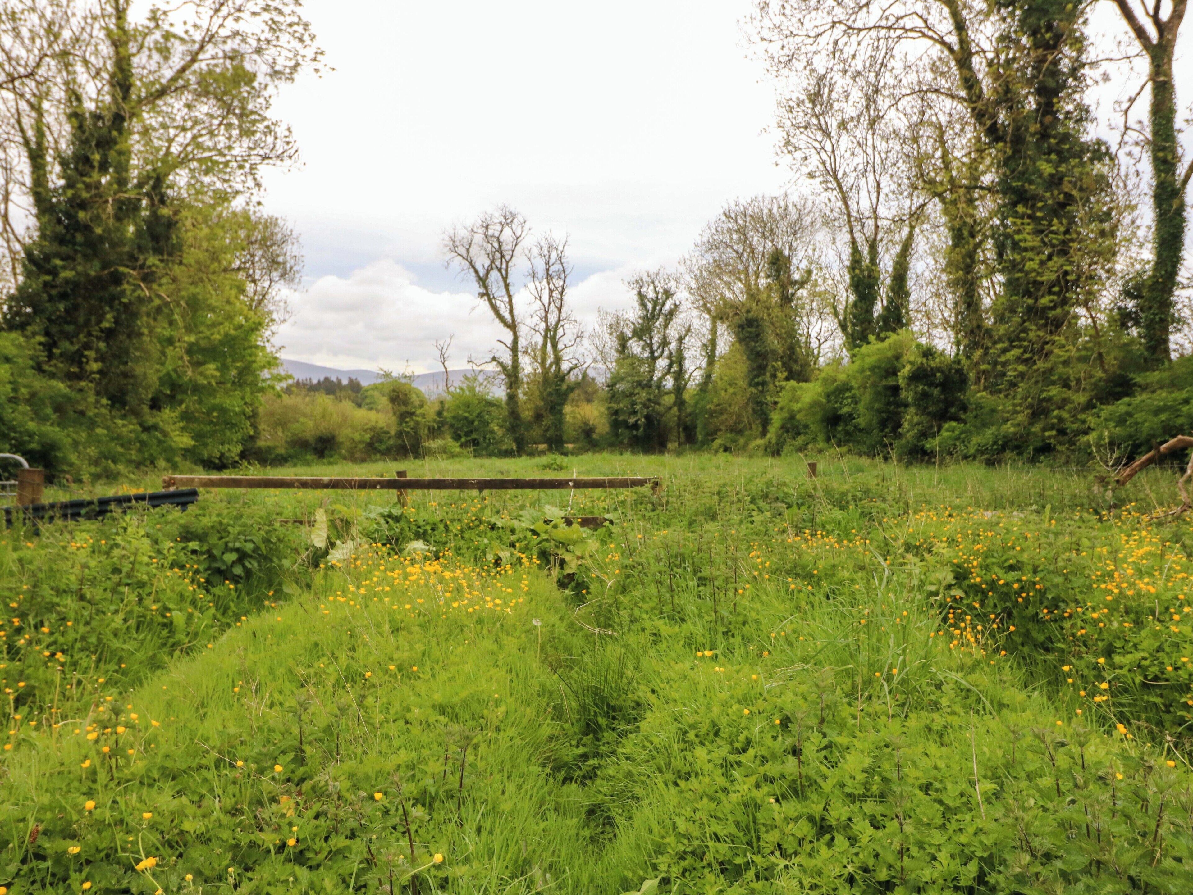 A rural landscape with a wooden bridge, lush greenery, and a variety of wildflowers.