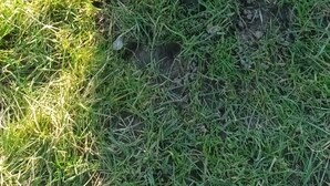 Una pecora con un folto vello riccio in piedi sull'erba.
